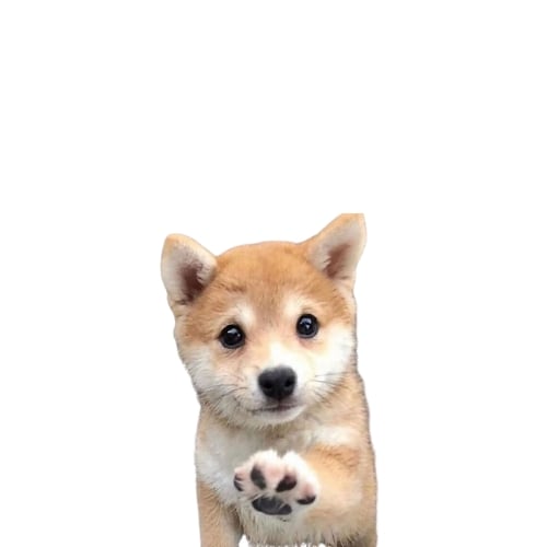 ayo