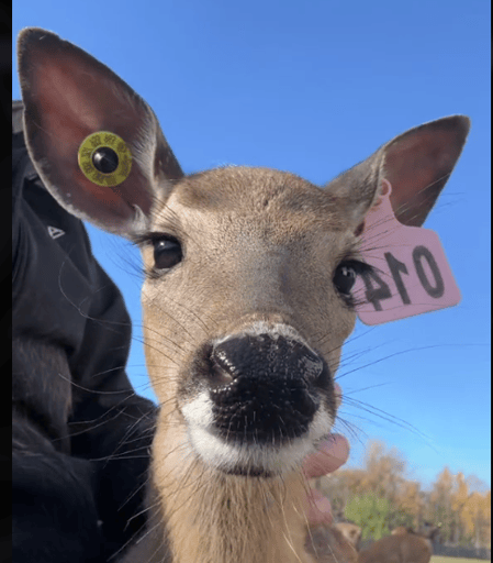 #1 Tiktok Deer