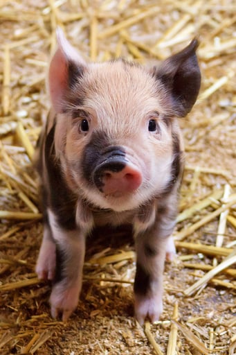 TIKI THE PIGLET