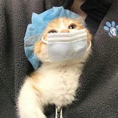 Dr Meow