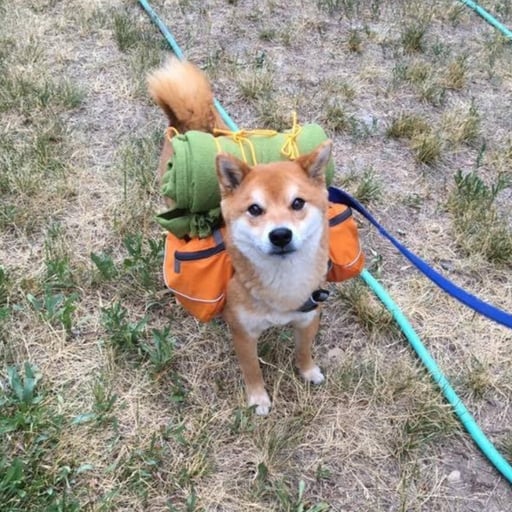 KODA