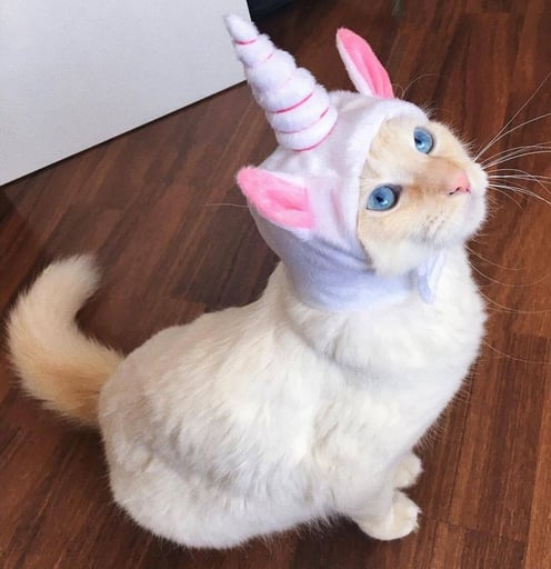 unicat