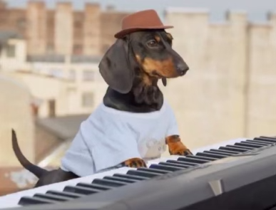 keydog