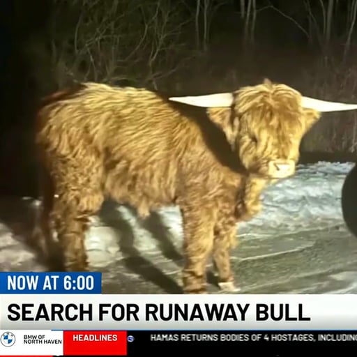runaway bull