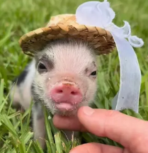 pig wif hat