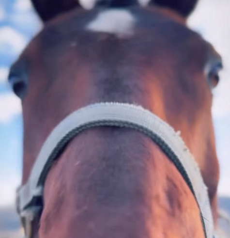 Freedom Farm New Horse