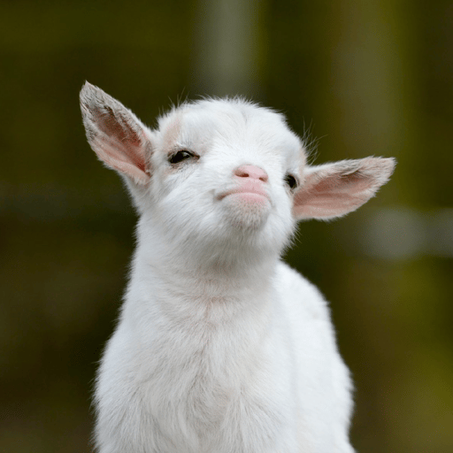 Baby Goat