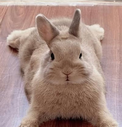 bun bun