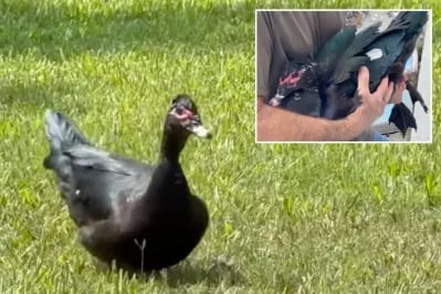 THE PUNK DUCK