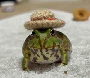 Frog Wif Hat