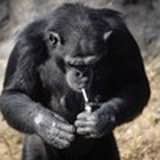 Dallae The Smoking Chimp