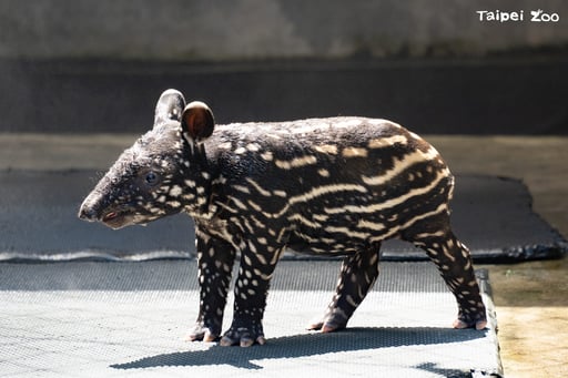 Limulu the Baby Tapir