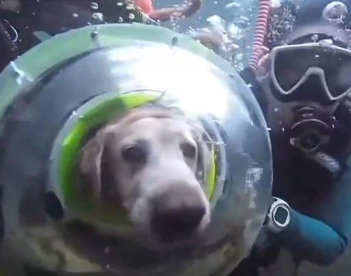 Scuba Dog 