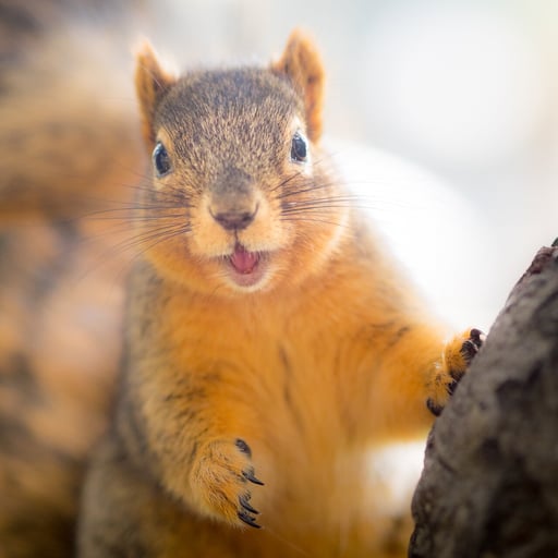 Nutty P. Squirrel