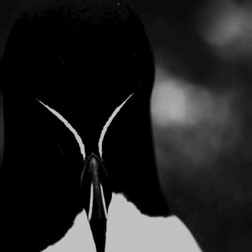 Aura bird