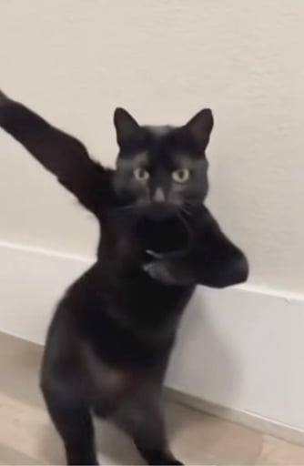 Dancing Ai Animals