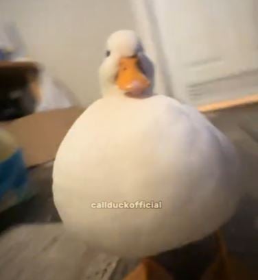 Sigma Duck
