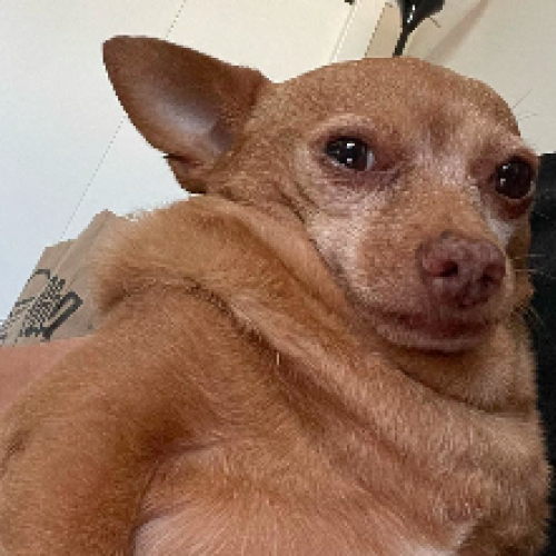 Cheddar, UFC's Official Mascot 