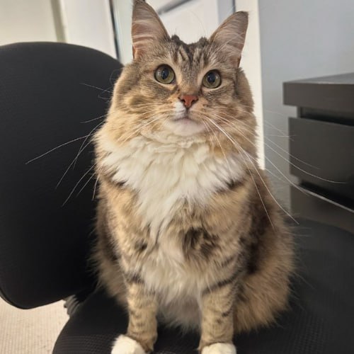 Tabby Cat