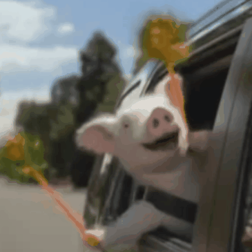 Maxwell the Pig