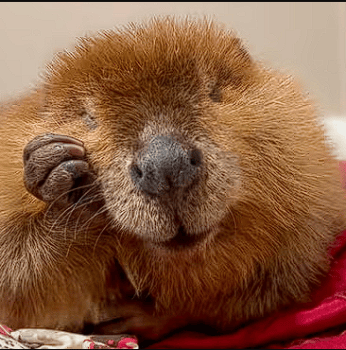 Nibi the 'Diva' Beaver