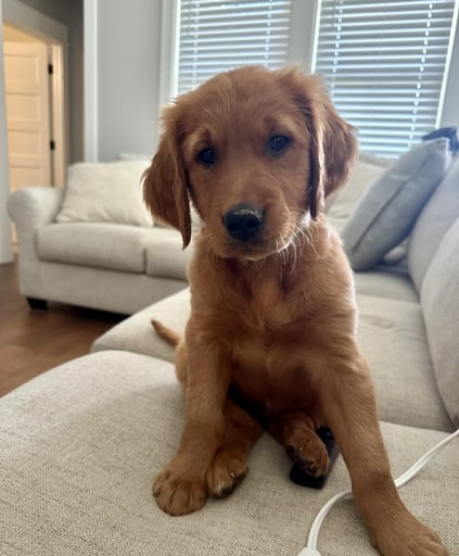 BARRON TRUMP NEW DOG