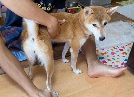 KABOSUMAMA’S newest Dog