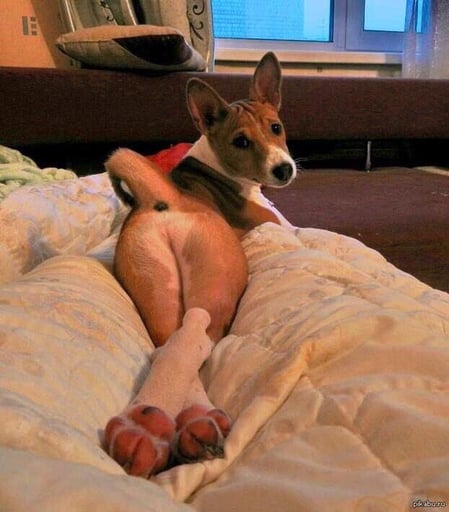 dog wif gyatt