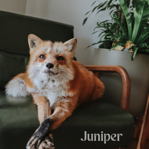 Juniper The Fox