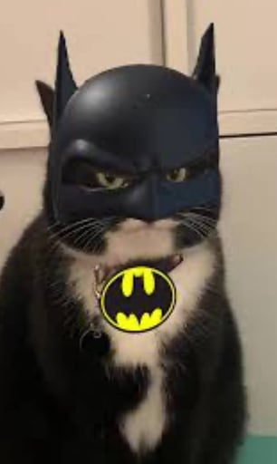 BATCAT