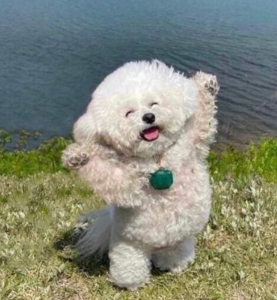 GOONDOG
