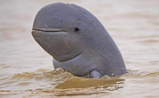 The Autistic Retard Dolphin