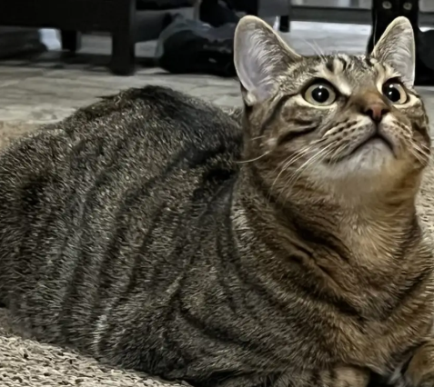 Americas Favorite Cat