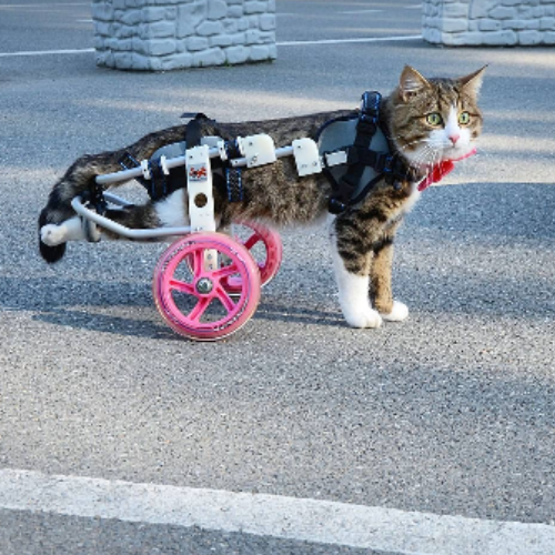 cat on wheels