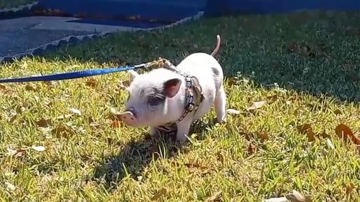 Justice For Piglets