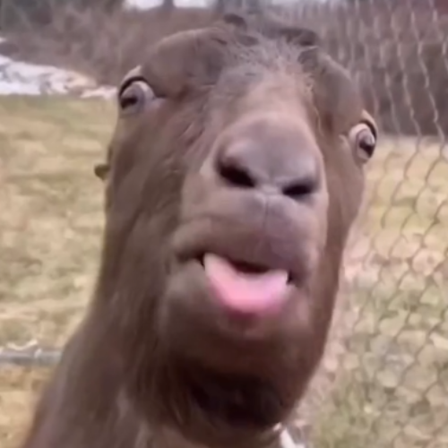 BLEH GOAT