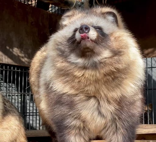 Racoon Dog