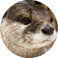 Otter