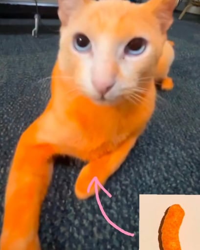 Cheetos Cat 