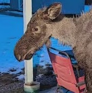 Moose Euthanized by Police