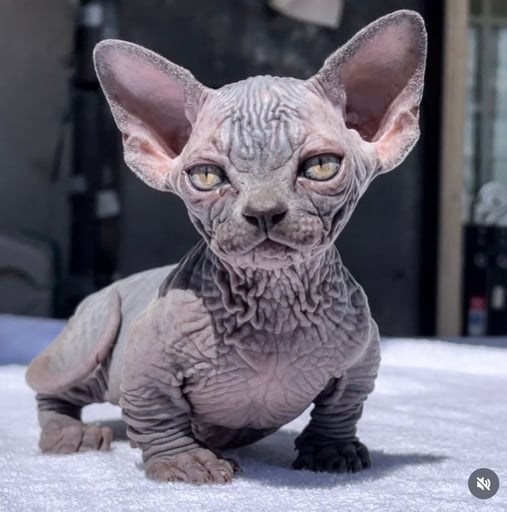 Gremlin the bull cat 