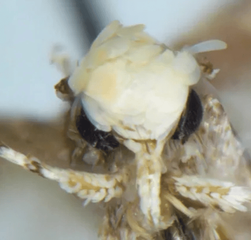 Donald Trump The Moth