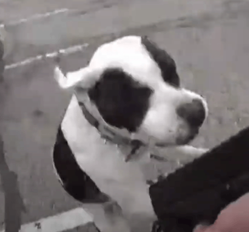 Dog Shot on Police Cam