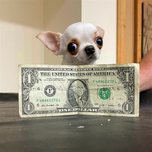 dola the dollar sized dog