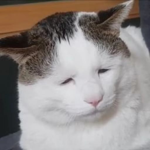 Ugly Cat