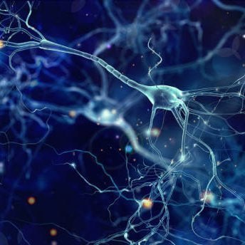 Synapse