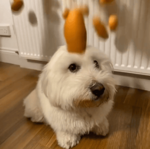 egg dog