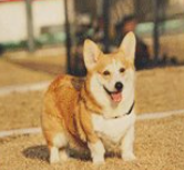 CS2 Dog