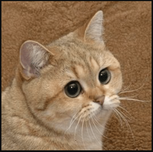 StareCat