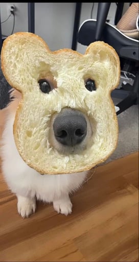 dogbread